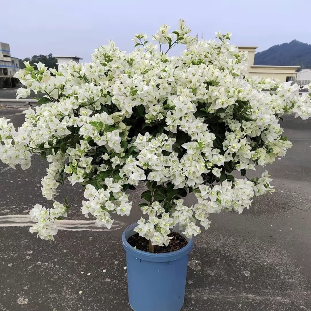 【白雪公主】三角梅盆栽带花带花苞发货四季开花室内室外盆栽