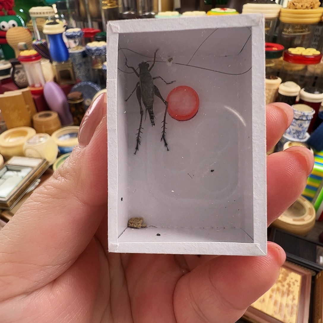 黑***长哈哈哈金琥珀两个