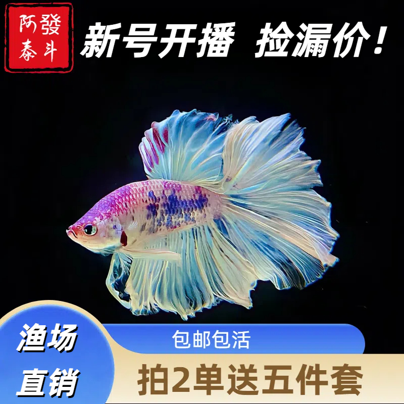 新号开播选鱼特惠链接289-312 泰斗热带小型淡水观赏鱼包活不包损