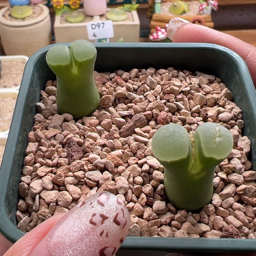 49。青蛙两年多2151两颗