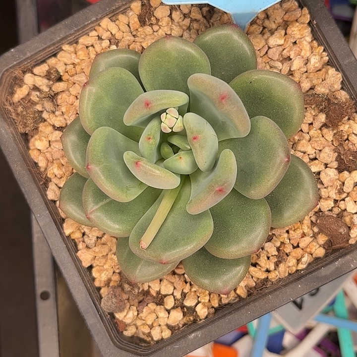 多肉植物橘洛美人525