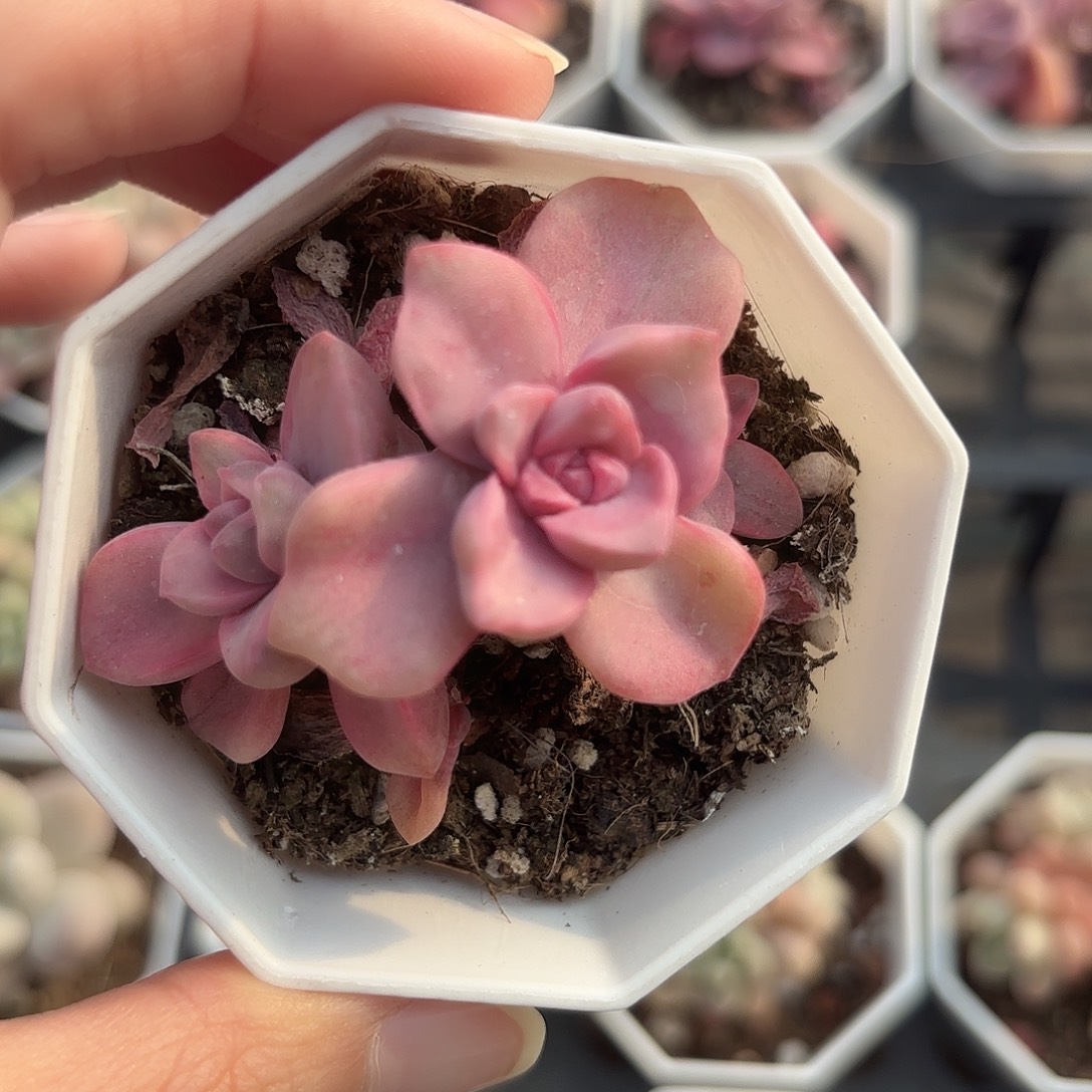 精品彩虹糖锦多肉植物