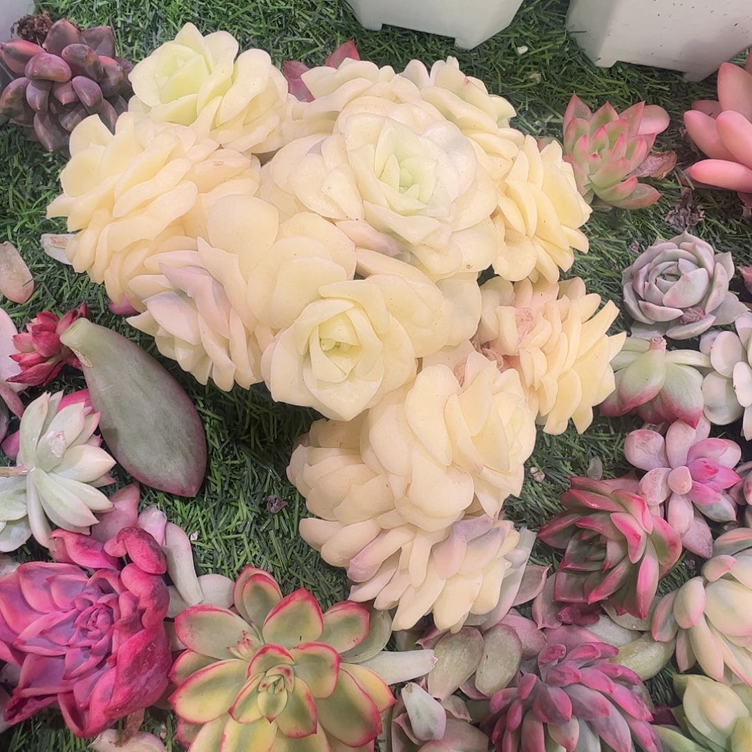 用***7多肉植物多肉植物