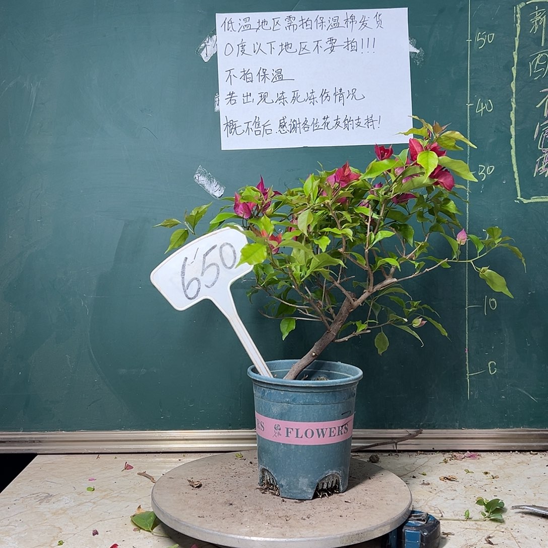 完全开放紫桑巴 650