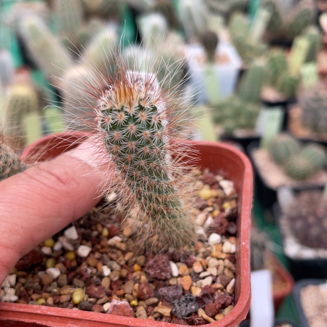 鹿角柱实生仙人球小型蛾灯