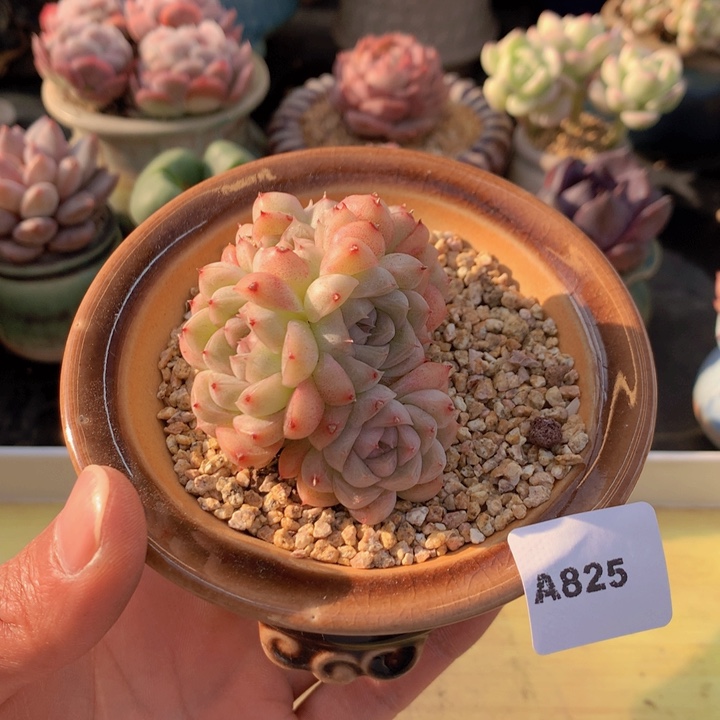 一物一拍满38包邮A825