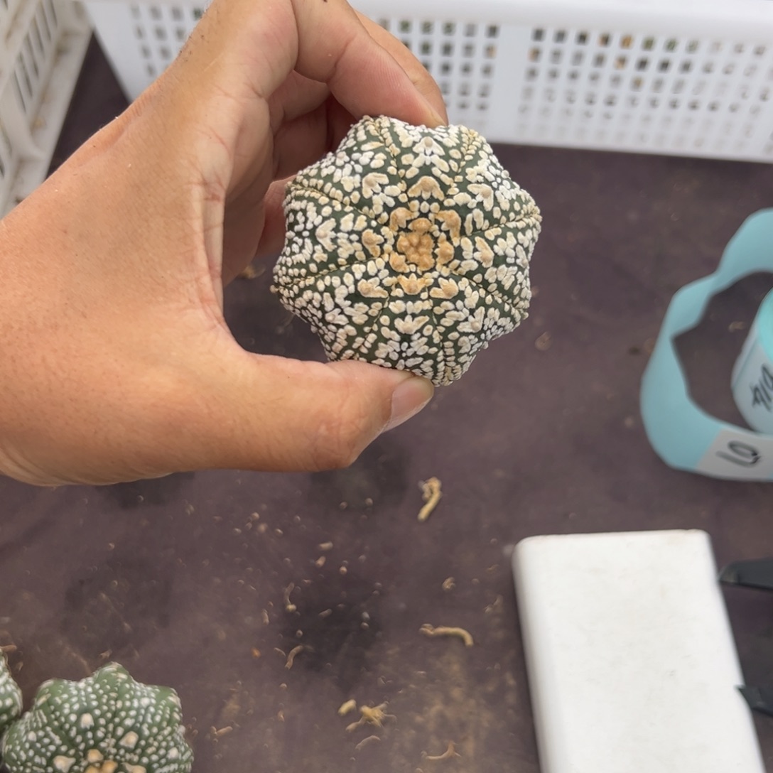 o****o06号兜仙人球多肉植物