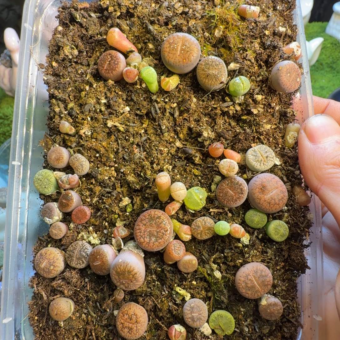 可***米多肉葡萄的味道真的1419