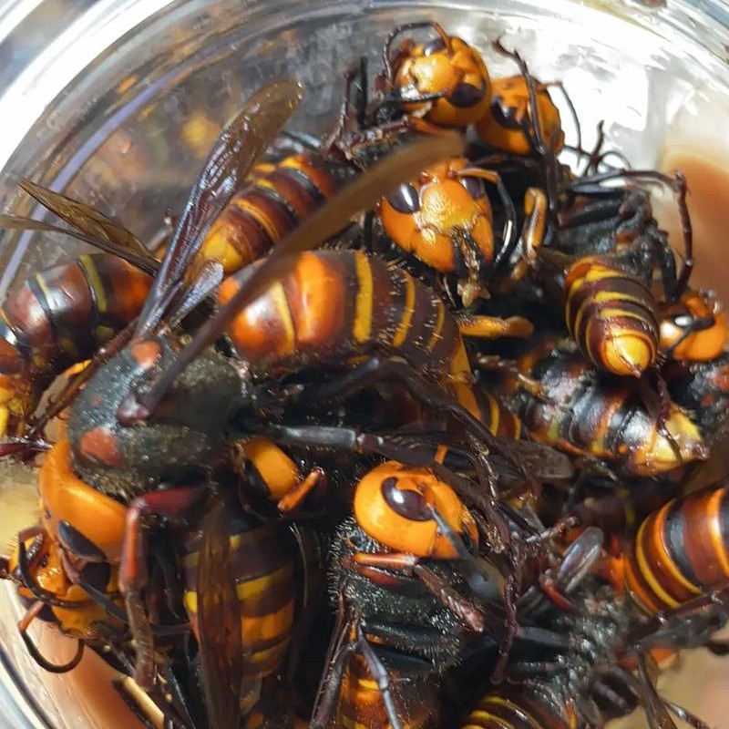 泡酒用的老蜂 野生