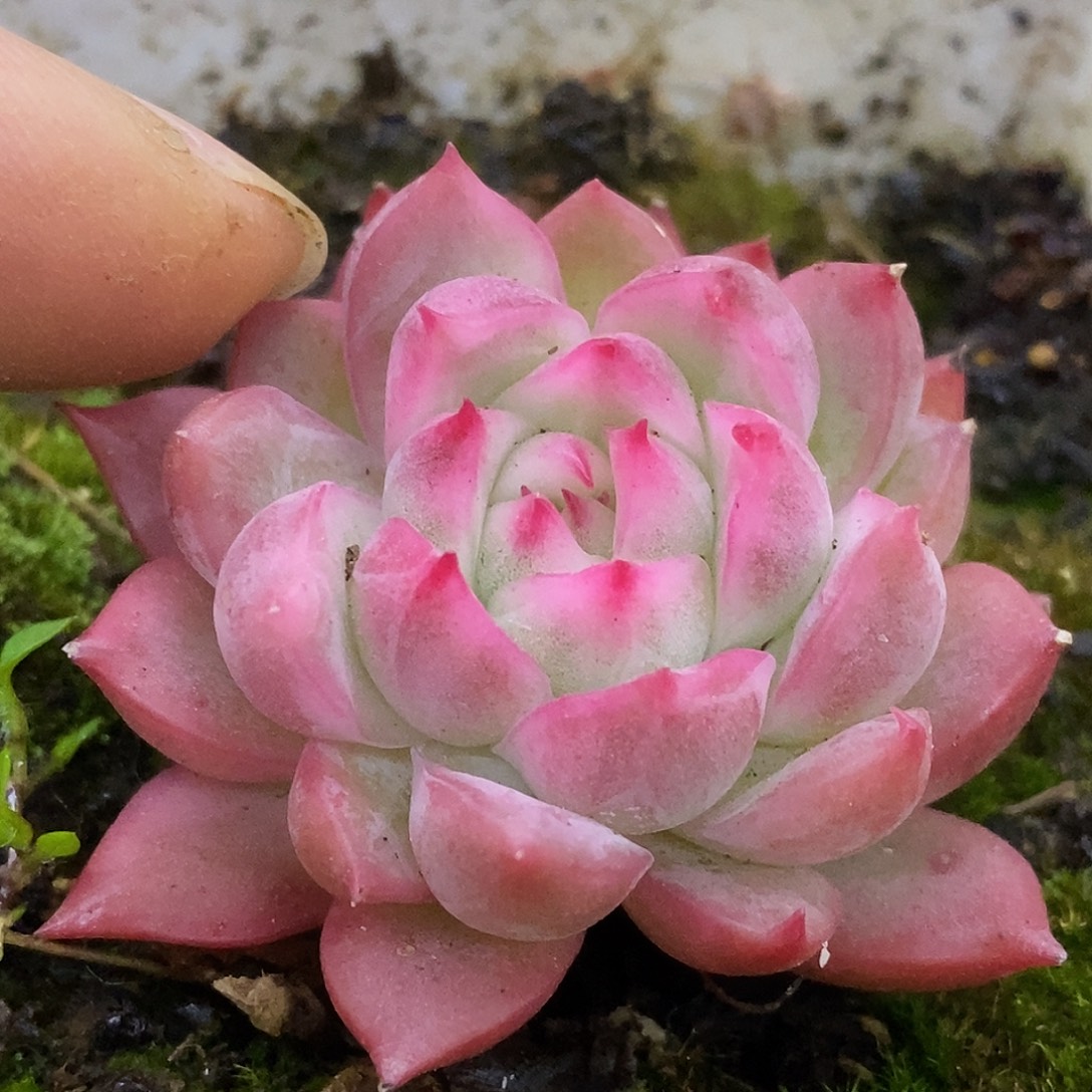 318代杆子可嫁接哈哈哈哈