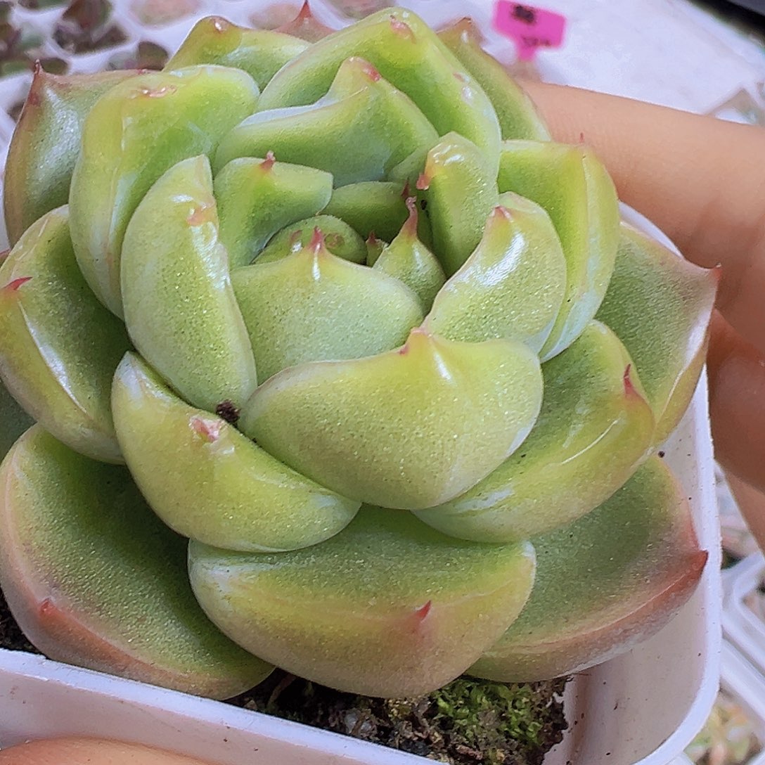 翡翠珍妮19包邮多肉