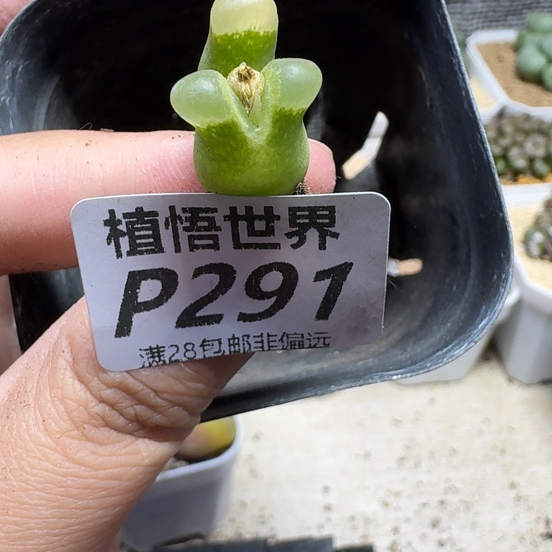 多肉植物的人啊gbb