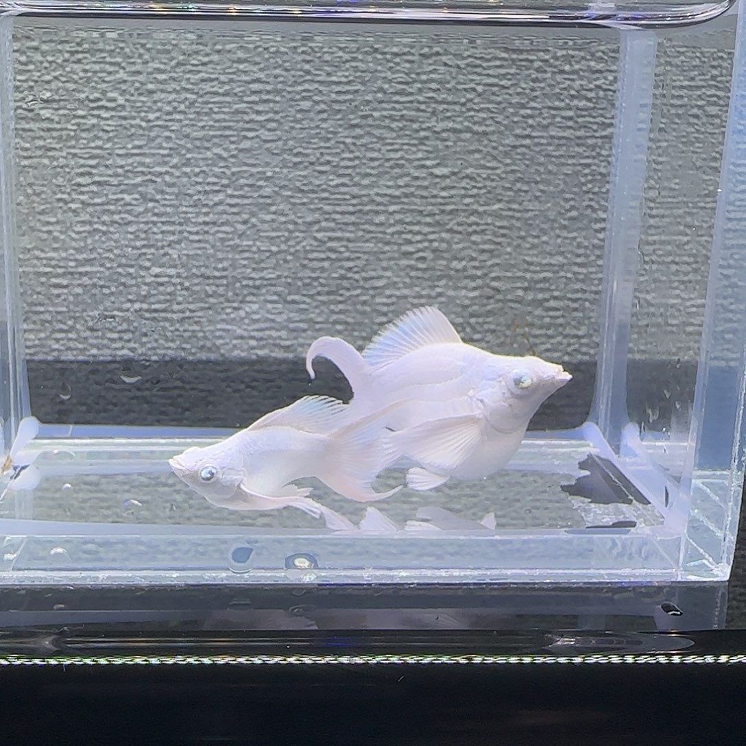 黑玛丽鱼瓷白大种鱼钻眼