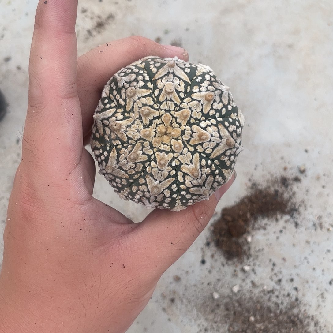 完全开放周*特价7 38