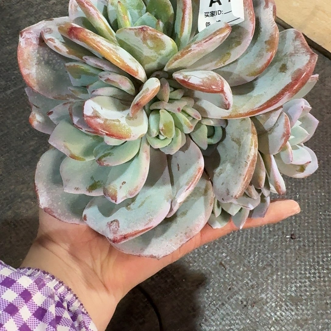 小***发A126   多肉售后范围：签收起7天内