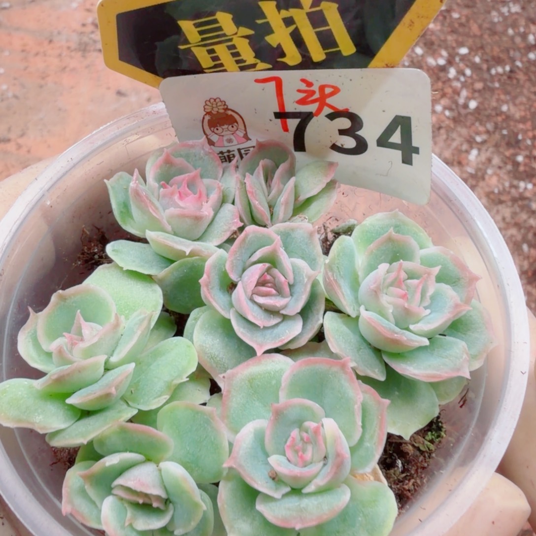 多肉植物多肉植物