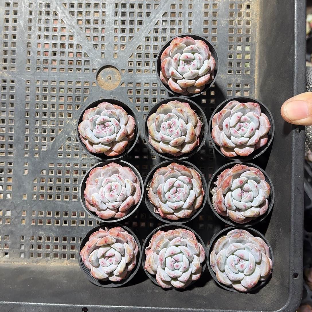 江顺一物一拍专拍
