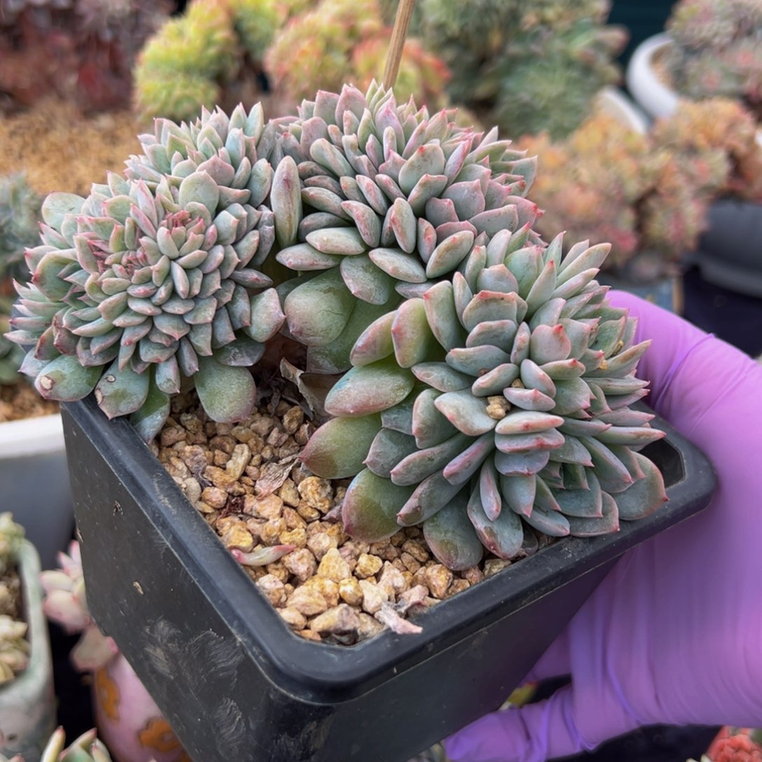 朵朵荷花20头 新年快乐 