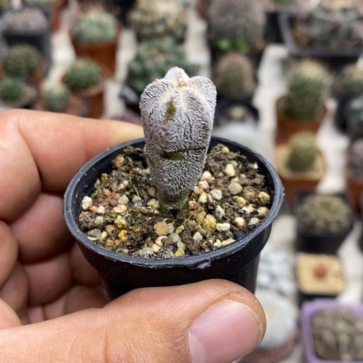 实生恩塚特价福利掉莎