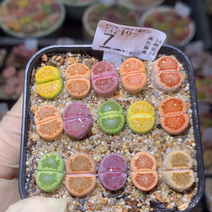 精品生石花219.7