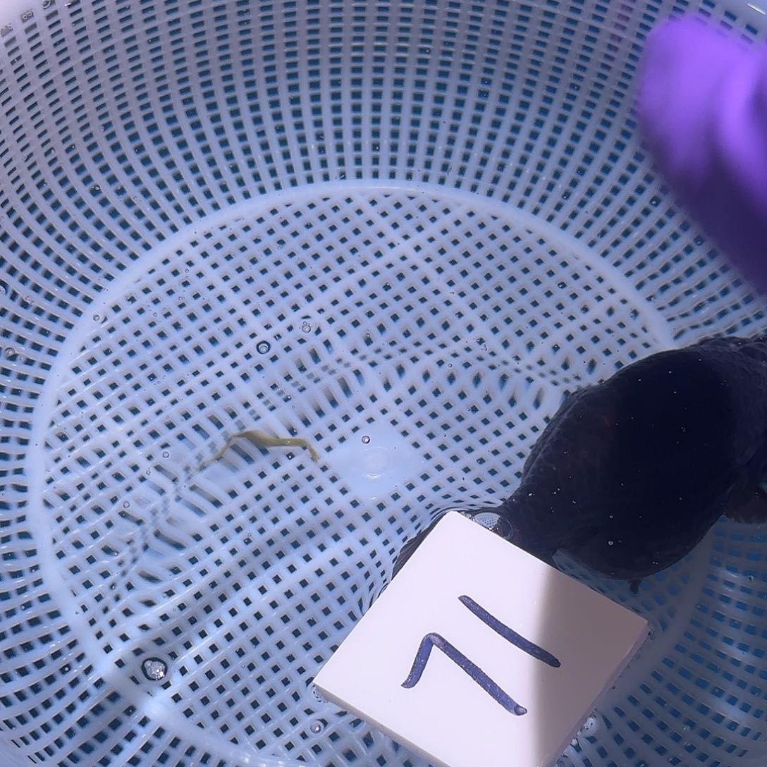 金鱼腾川优宠金鱼专拍