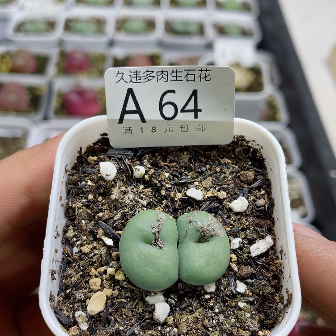 A64紫花大饼，很可爱的肉肉