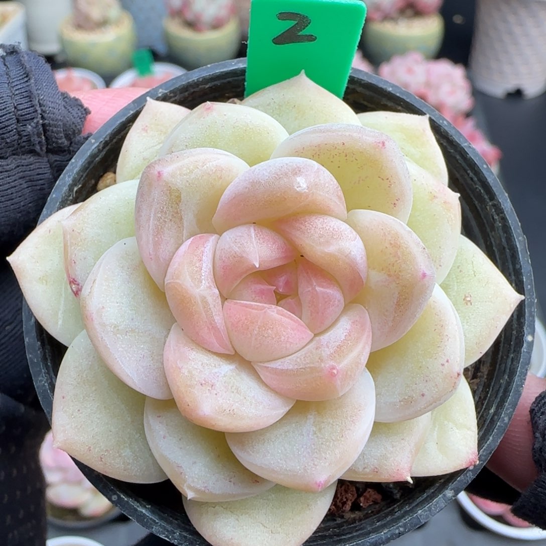 多肉2  糖心5厘米盆 h