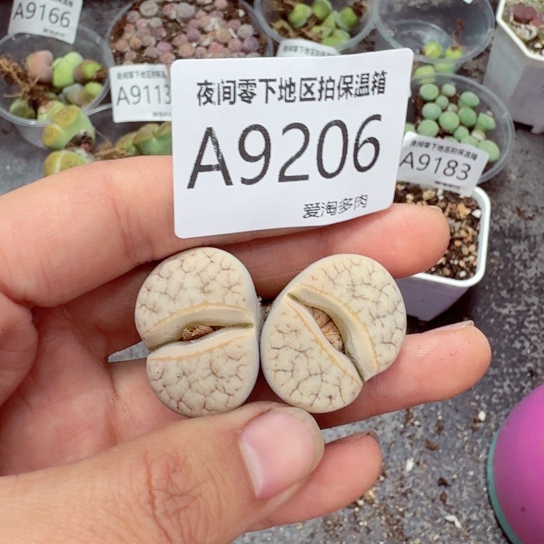 9206––零下地区需拍保温箱