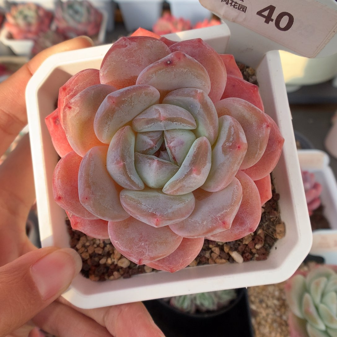 40糖心B06多肉植物
