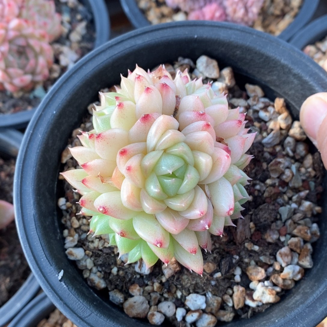 精品多肉一物一拍不包整525