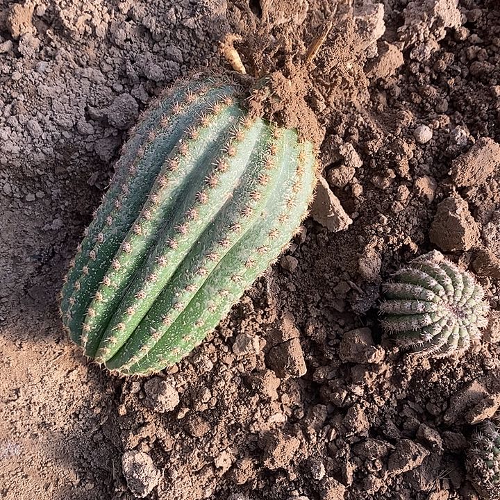 小***树河岸高14公分左右毛花柱