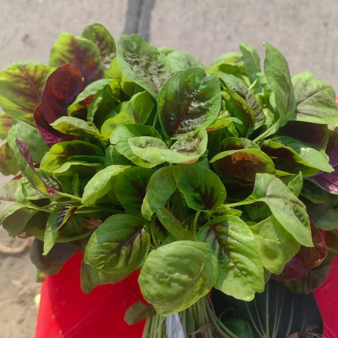 【红苋菜】农家自种红苋菜现采现发3斤（江浙沪拍）