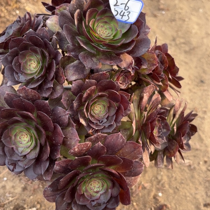 花月夜拉丝多肉断枝不包43