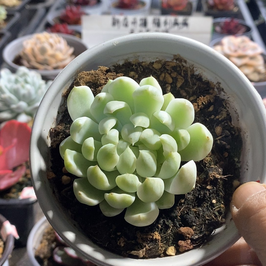 A891精美多肉香草月影白腹轮锦