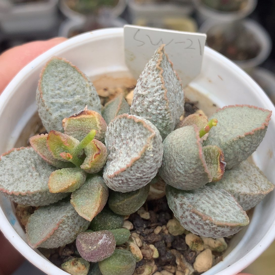 实生水泡 特价一物一拍