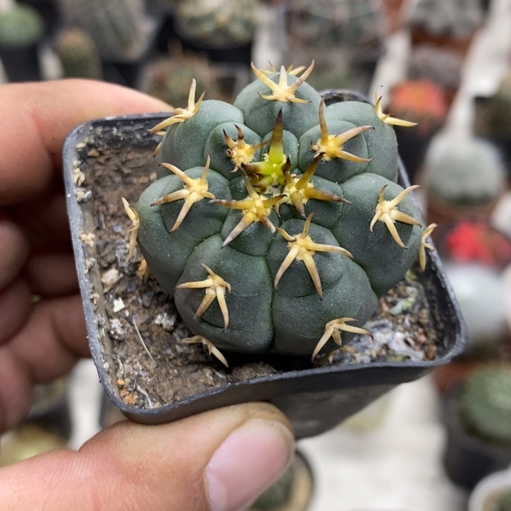 实生猫爪特价福利