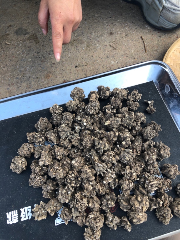 天然猫爪草临时链接