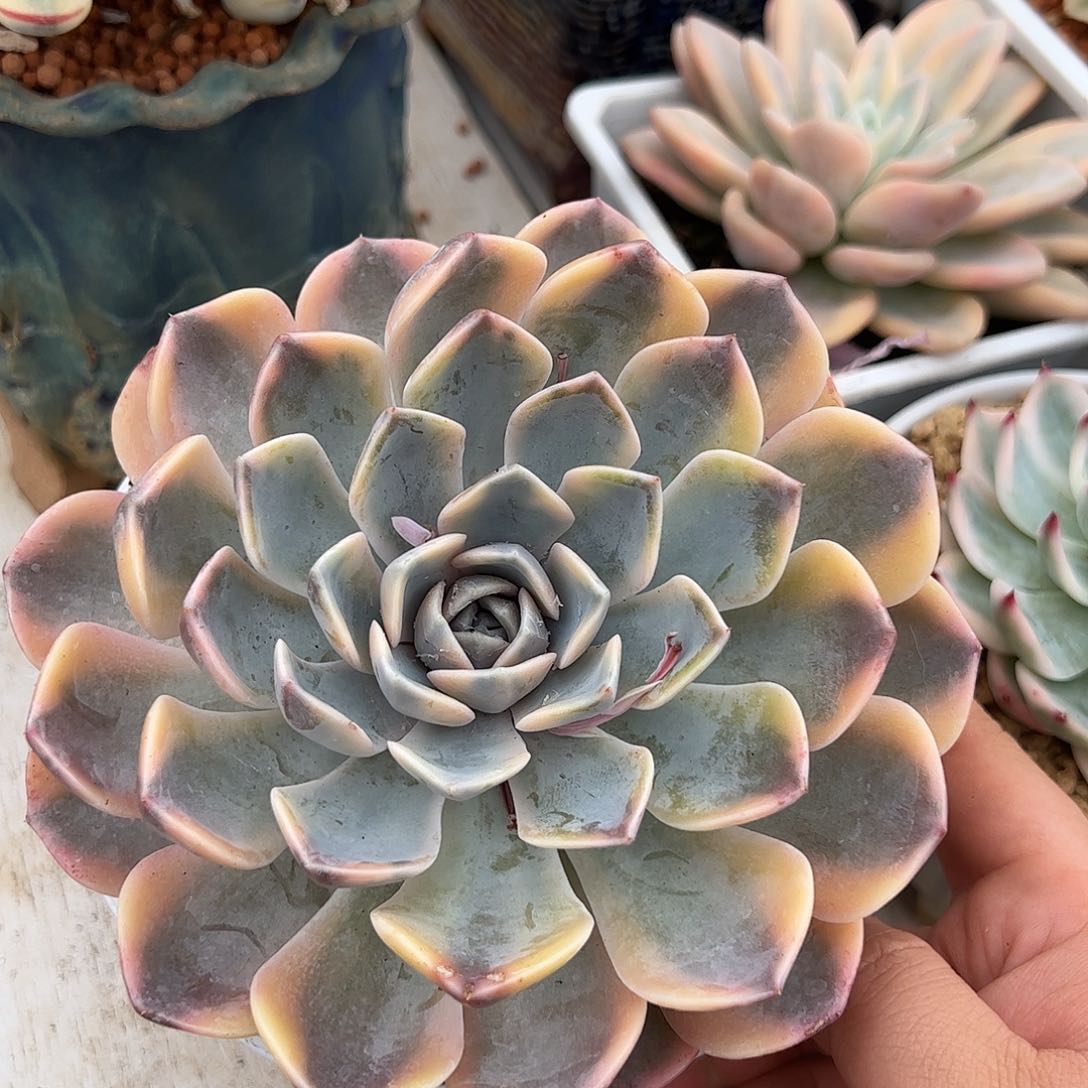 02汉堡锦多肉植物带崽