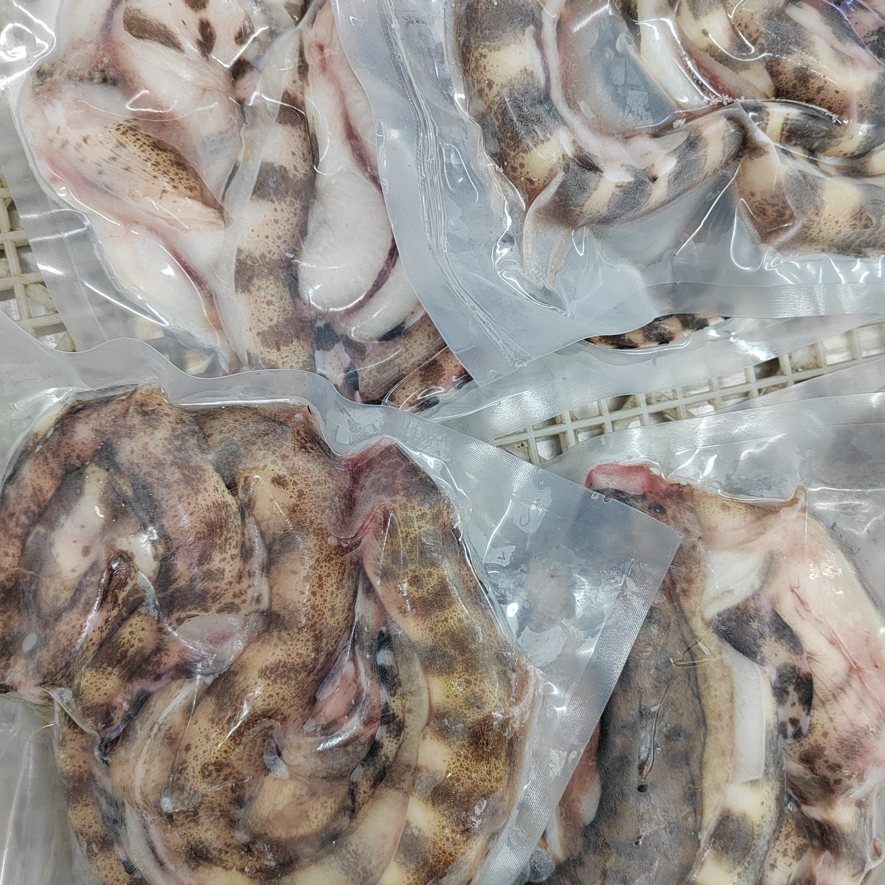 惠来神泉浅海钱鳗3-5包