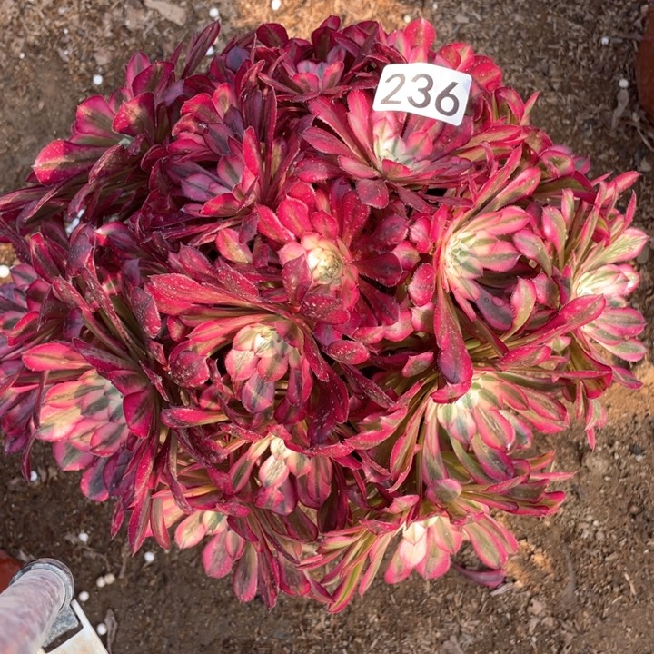 236多肉植物红铜白