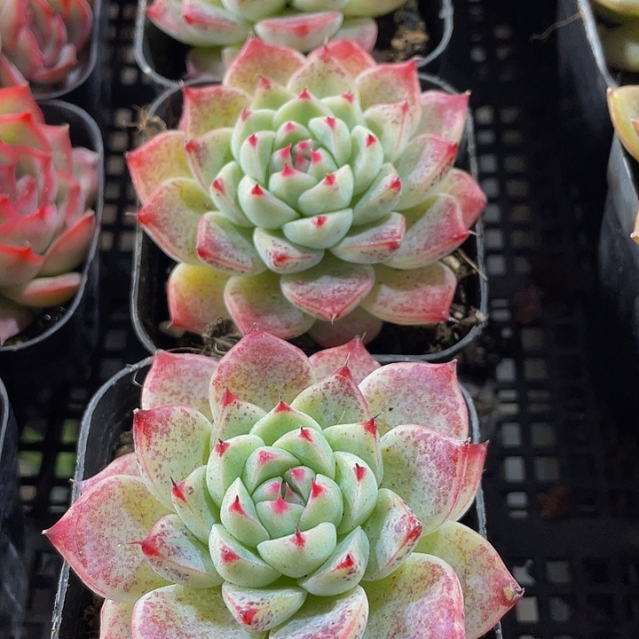 白吉2.8带盆土发货