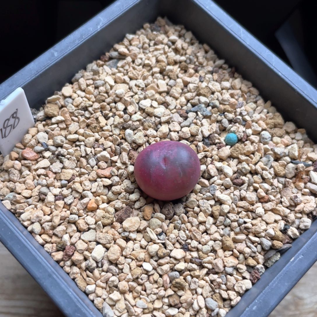 多肉单头优选吕杂一棵 烟花纹