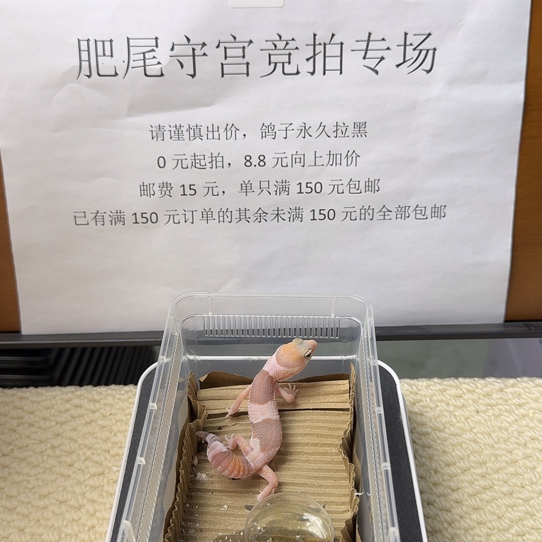肥尾守宫橘白 特殊版个体差异