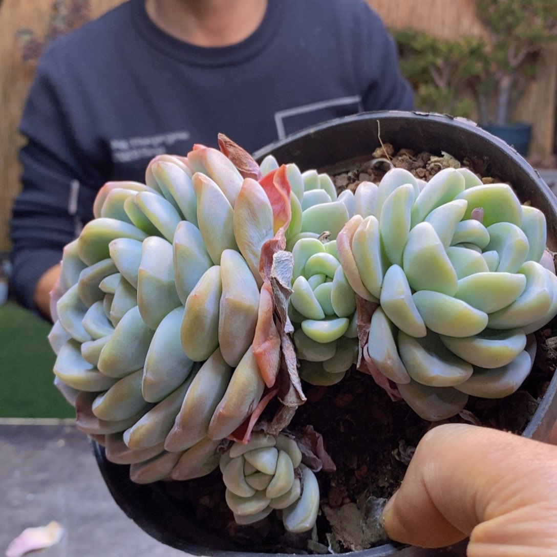 远****姐A160号冰玉群生