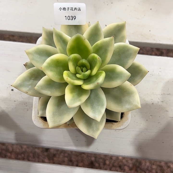 1039祝枝松锦多肉