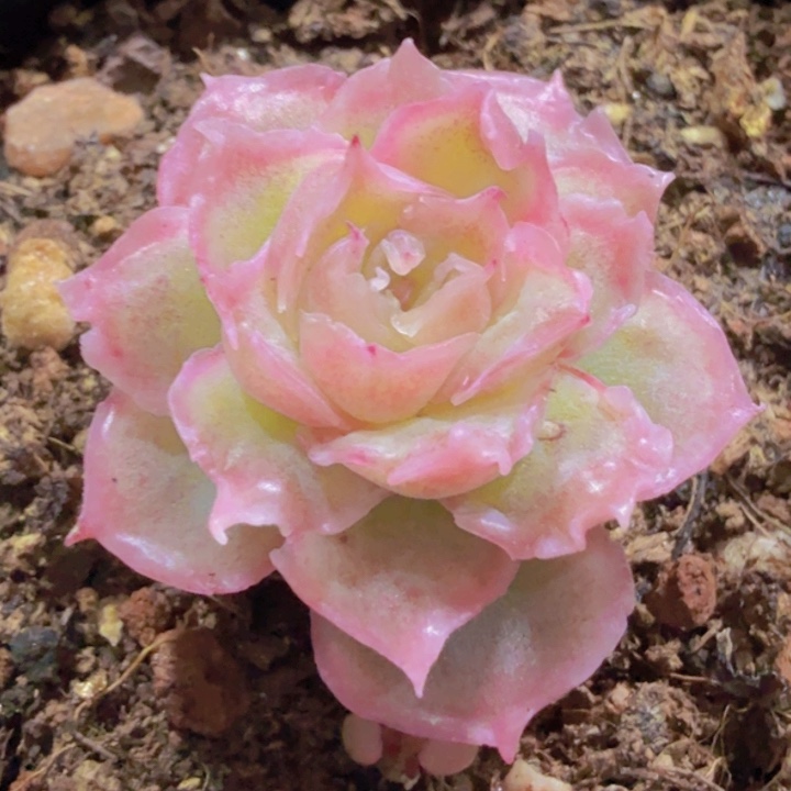 韩版水晶虾饺王炸一颗福利