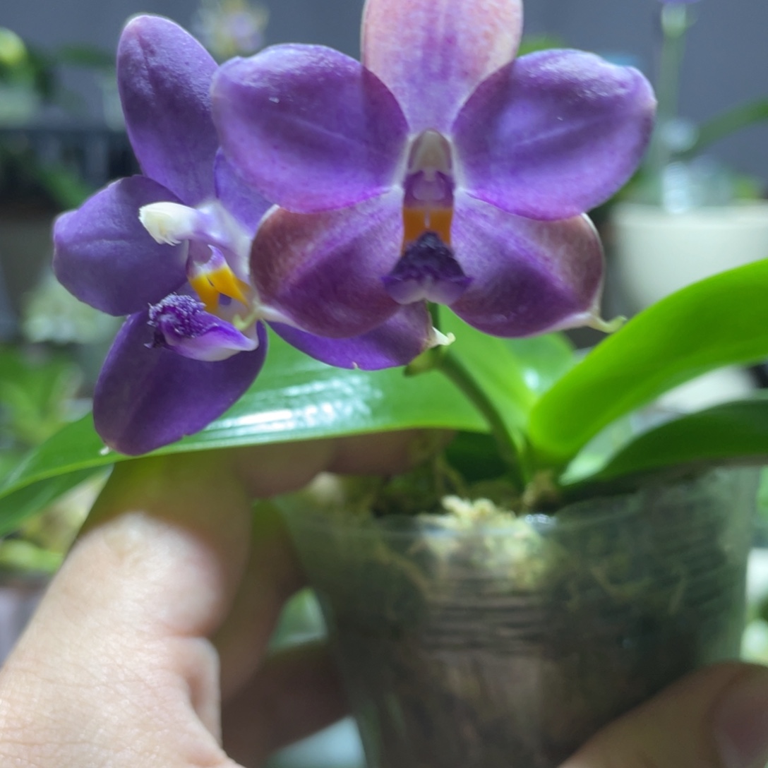 完全开放100叶瑕花期不保