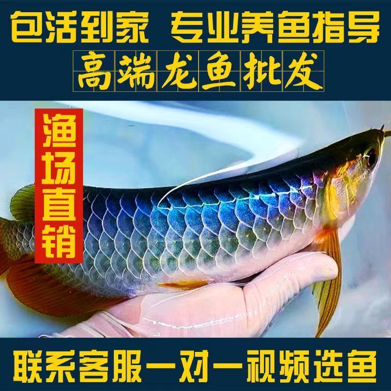 金龙鱼活鱼古典蓝底过背招财鱼观赏鱼