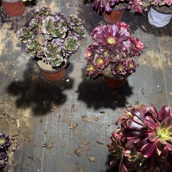 幸***1一单包邮不包侧枝71