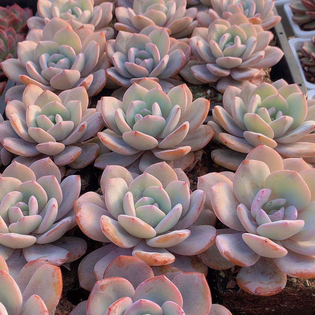 单头韩奶茶3466789990000